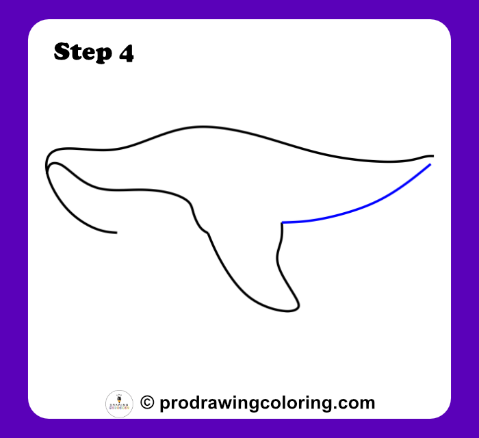 Sketching the lower belly line moving toward the tail step by step.